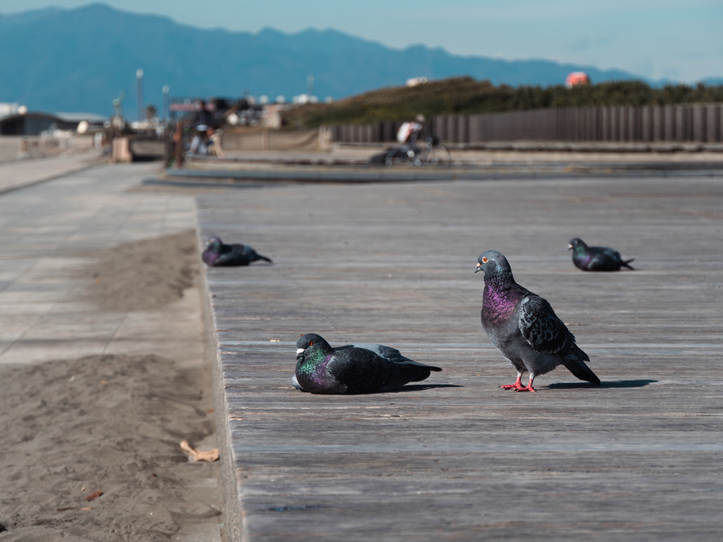 浜のハトの日常