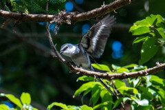 リュウキュウサンショウクイ