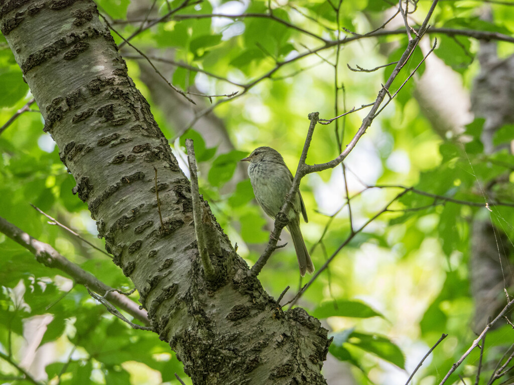 初夏のウグイス