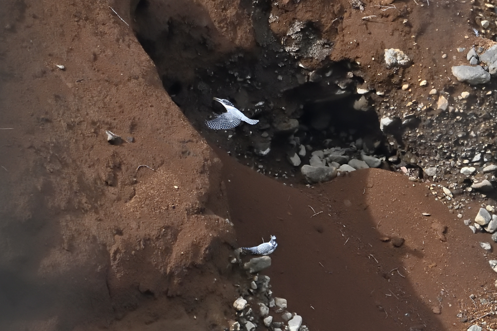 ヤマセミのいる景色