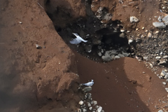 ヤマセミのいる景色