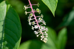 花や虫を撮るレンズが欲しいです… 花や虫を撮るレンズが欲しいです…