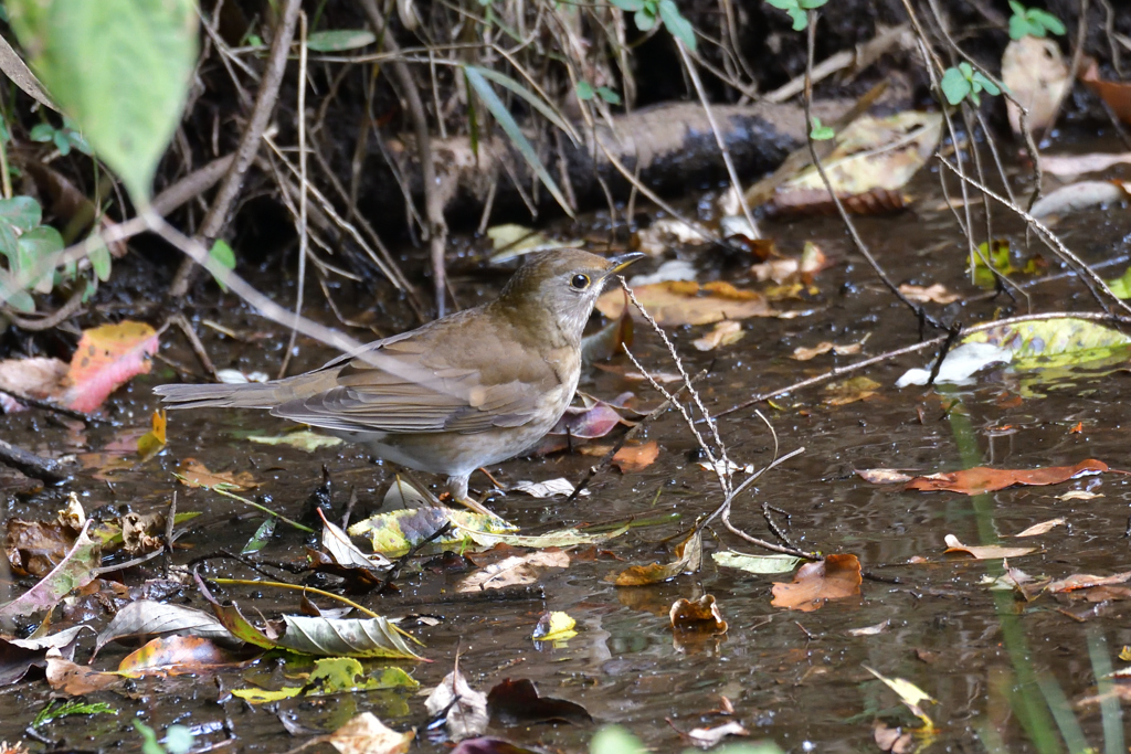 今季初のシロハラ