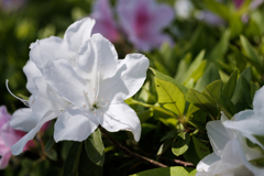 50年前のマクロレンズで