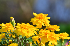馬入ふれあい公園の花２