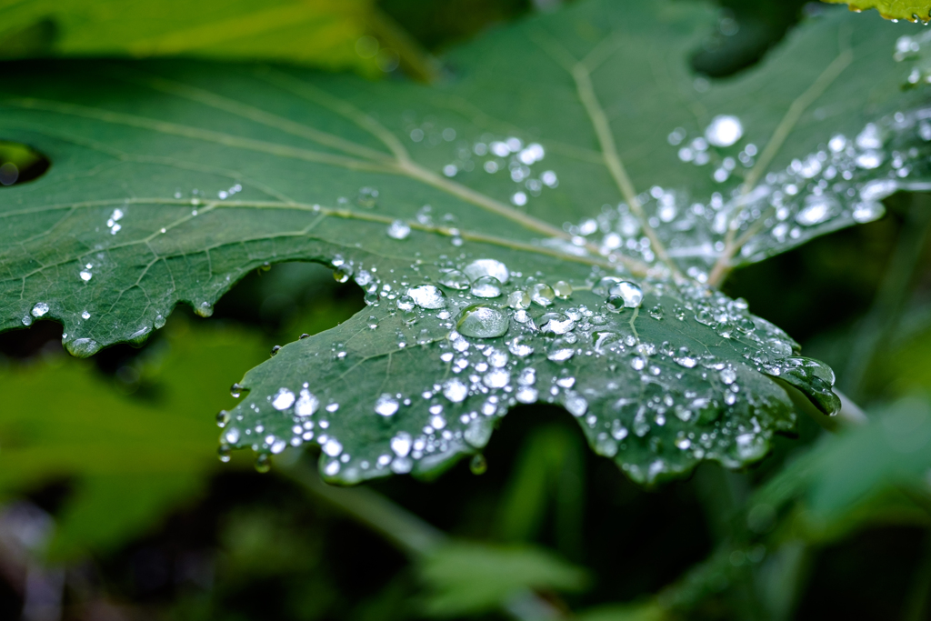 雨上がり