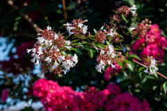 川岸の遊歩道にて