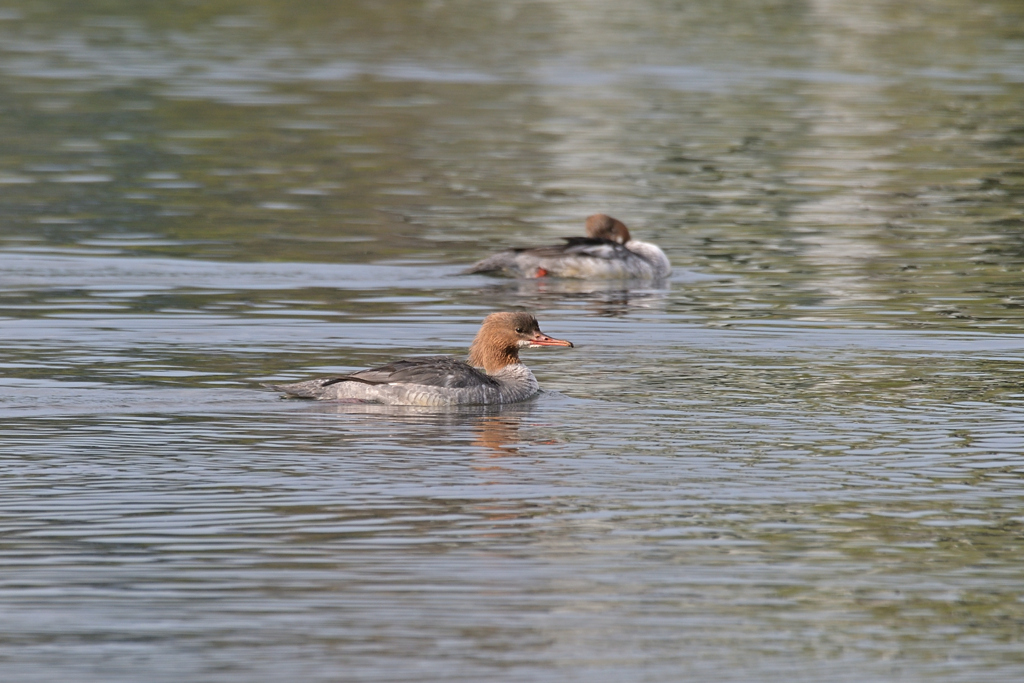 まだ居てくれました。