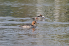 まだ居てくれました。