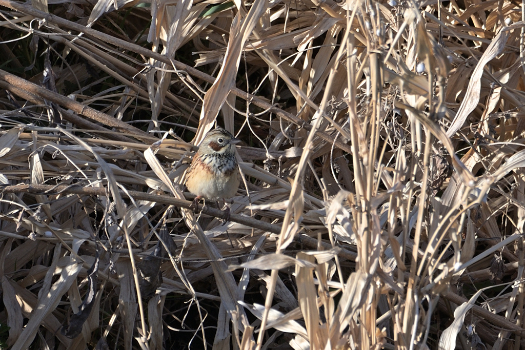 遠かったけどお初です　(´▽｀)