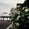 Morning Roses ３