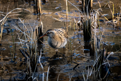最寄りの公園 Ⅲ