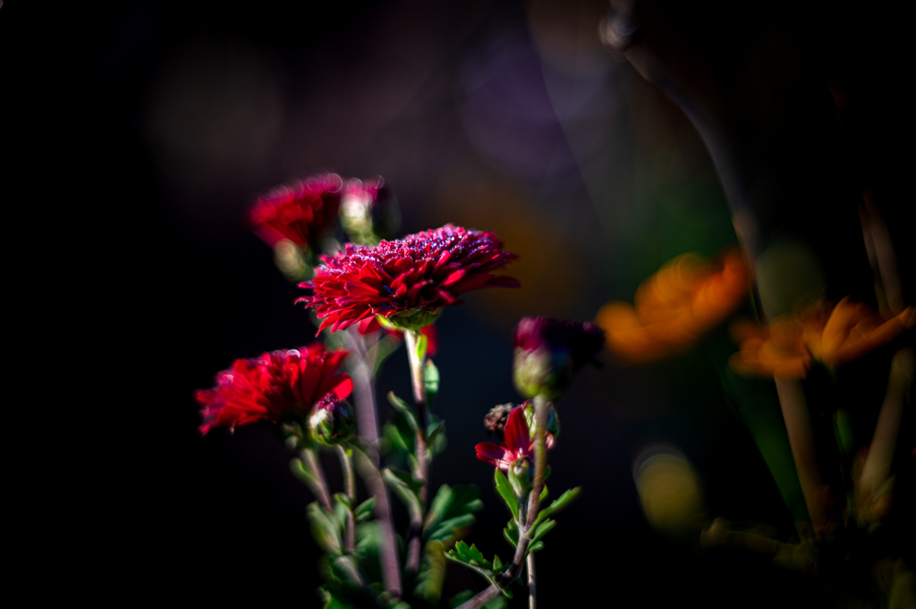 赤い花が咲いてた