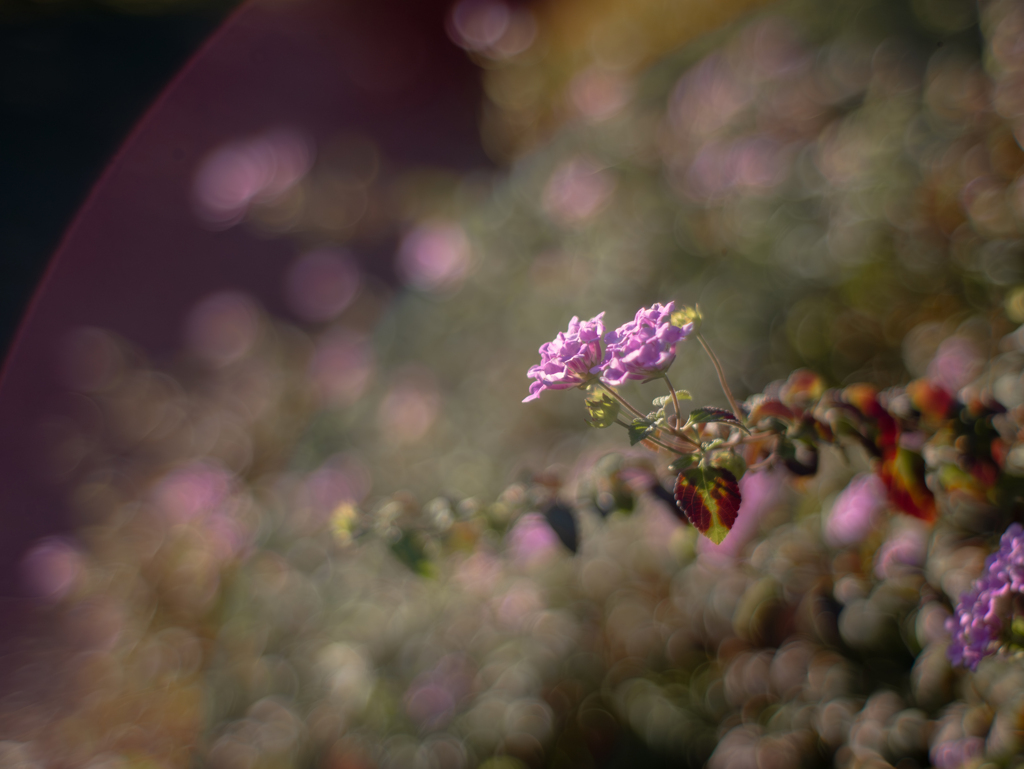 秋薔薇のエンディング