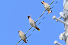 ヒレンジャク、キレンジャク、ヒレンジャク