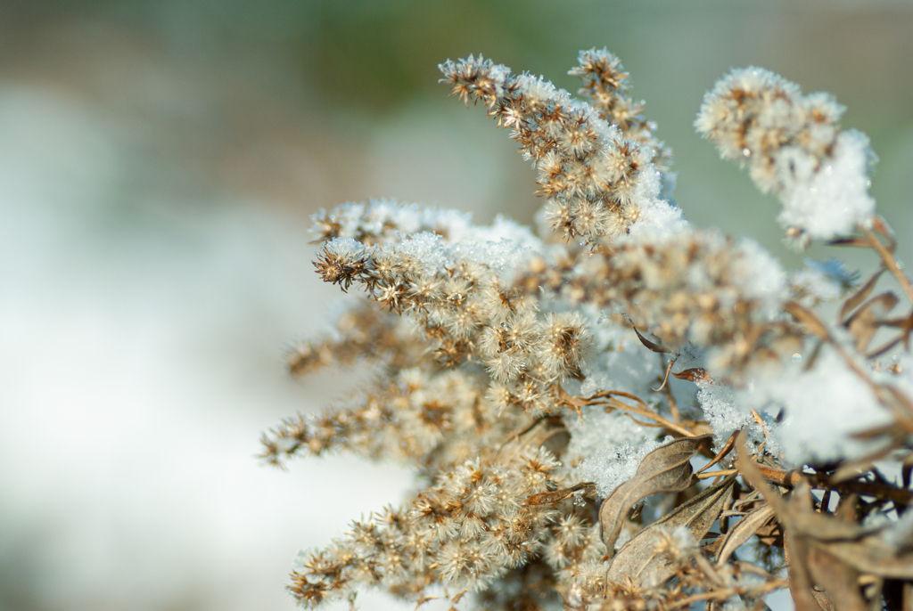 珍しい積雪を楽しむ