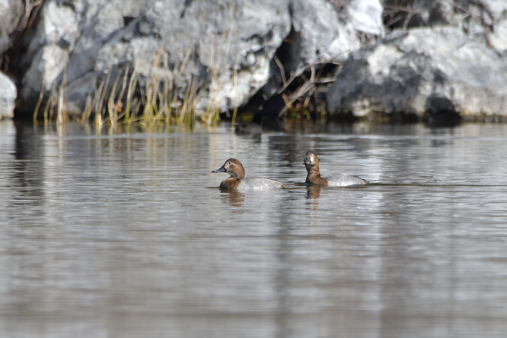 西湖のホシハジロ♀