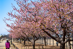 河津“葉”桜