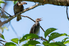 ヒナの背後にエサを咥えた親が…鳥的サプライズイベント？