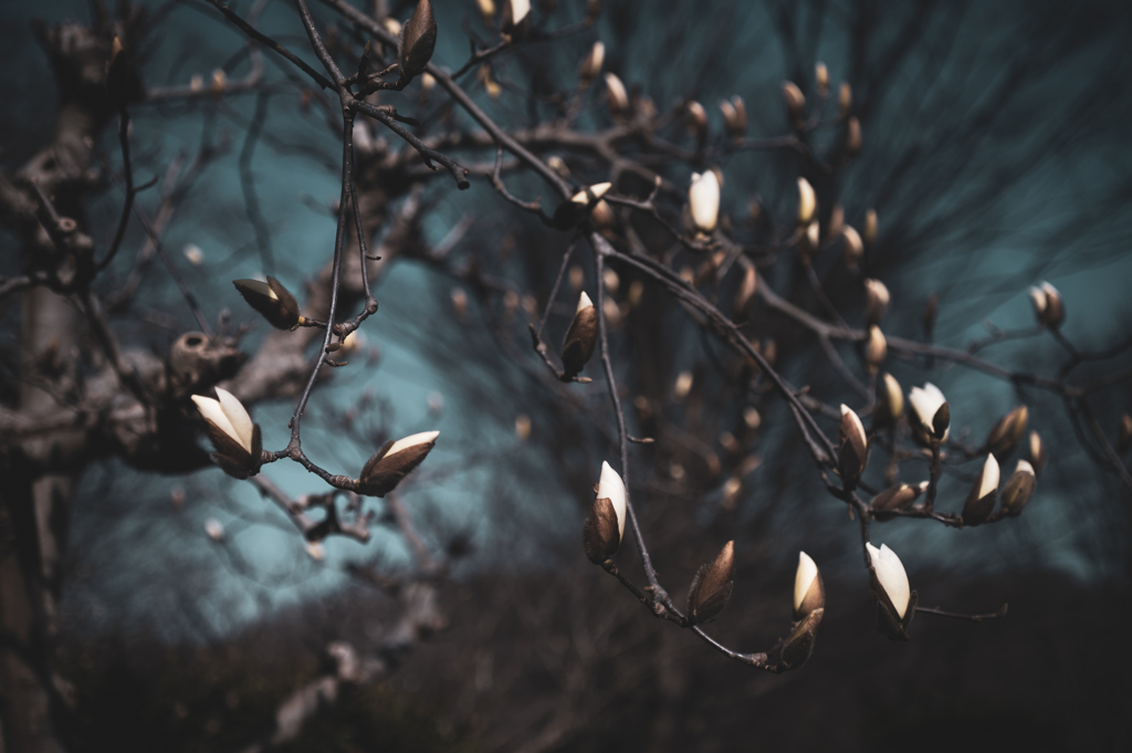 Bloom