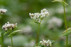 蕎麦の花らしいです。