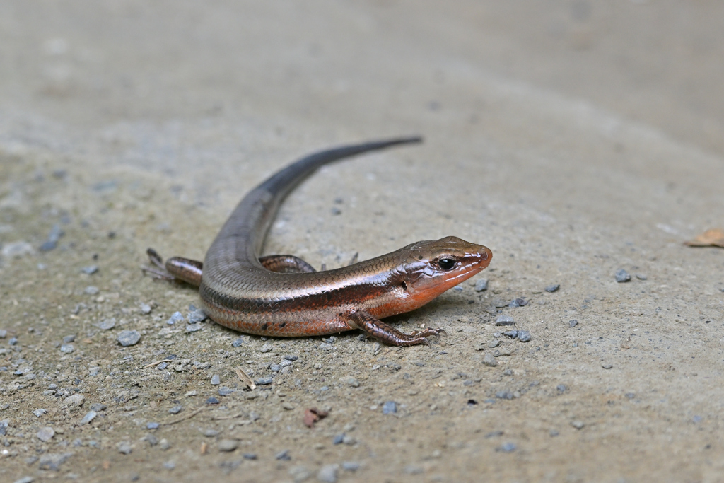 ヒガシニホントカゲ（発情中）