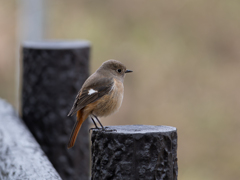 今季撮り納め…かな