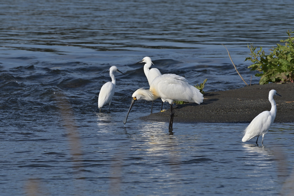 クロツラヘラサギ