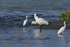 クロツラヘラサギ