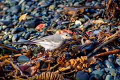 磯のハクセキレイ（若鳥）