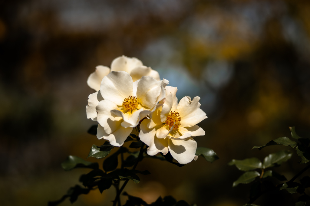 Autumn Roses ２