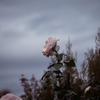 My Wild Irish Rose