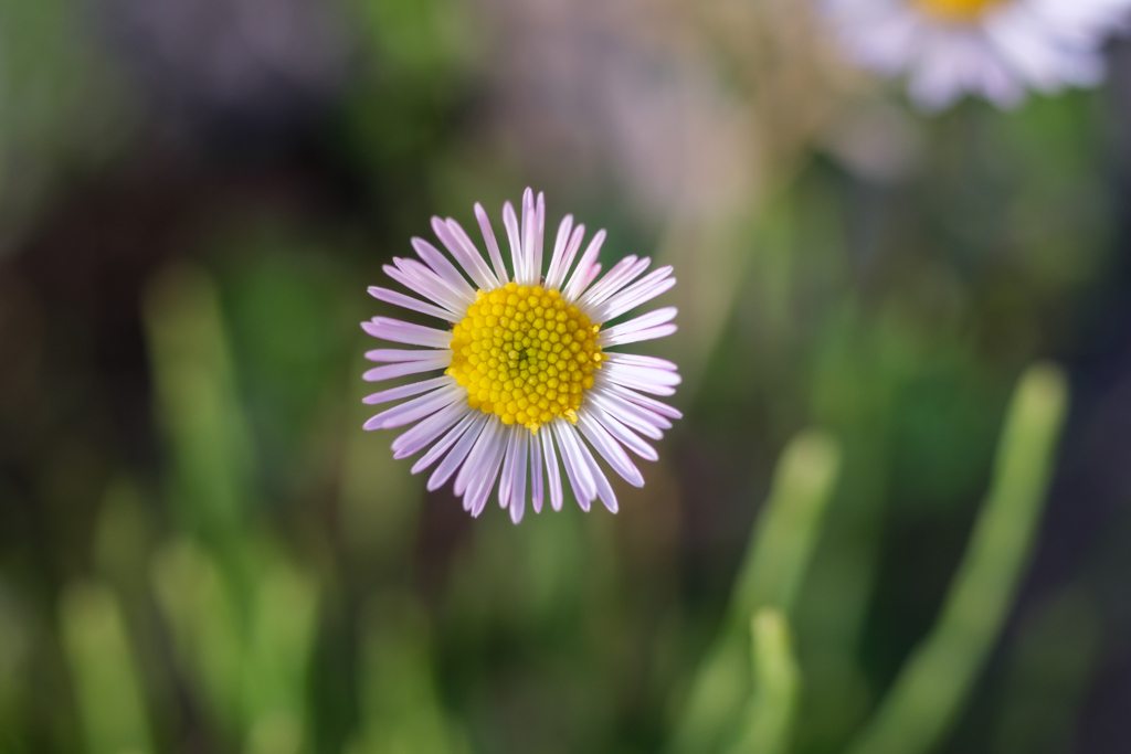 オールド“マクロ”レンズ試写２