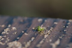 ハナグモ
