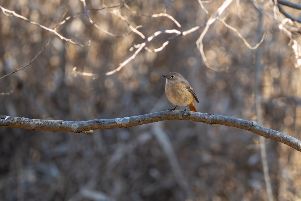 最寄りの公園 Ⅳ