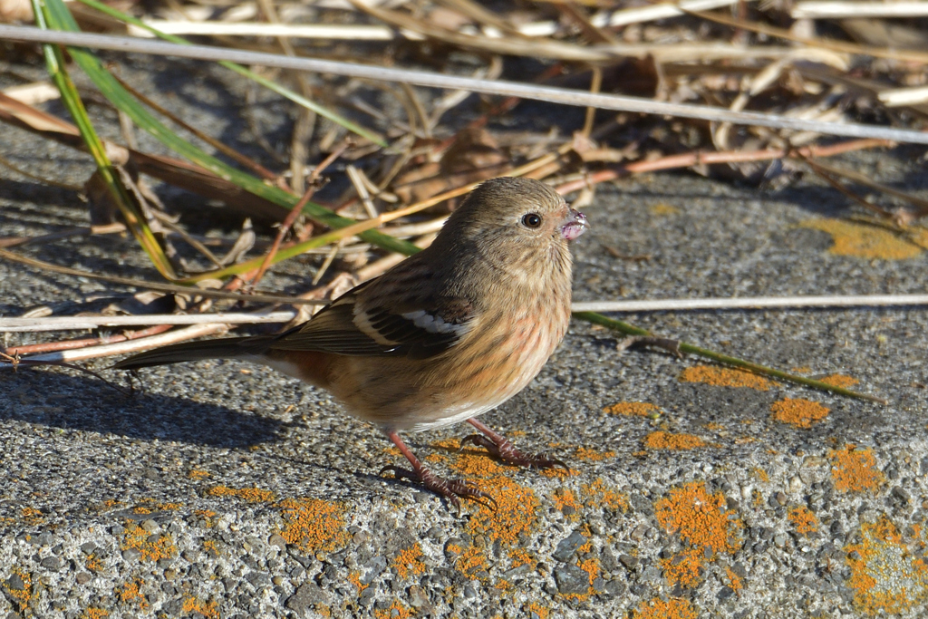 ベニマシコ女子