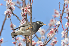 身近な鳥を一生懸命撮る。