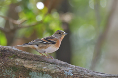 アトリ♀２