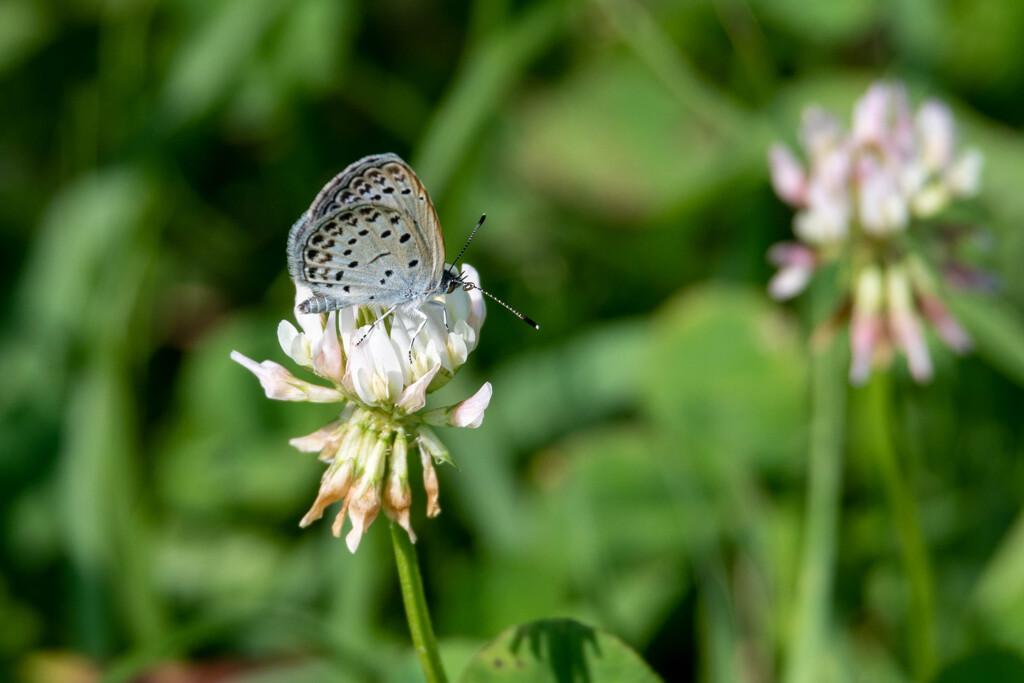 花や虫を撮るレンズが欲しいです…その２