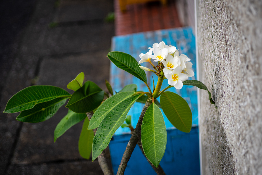 夏花