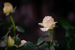 Morning Roses ２