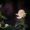Morning Roses ２