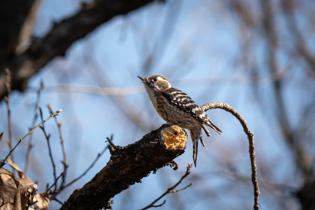 フツーな種と向き合う