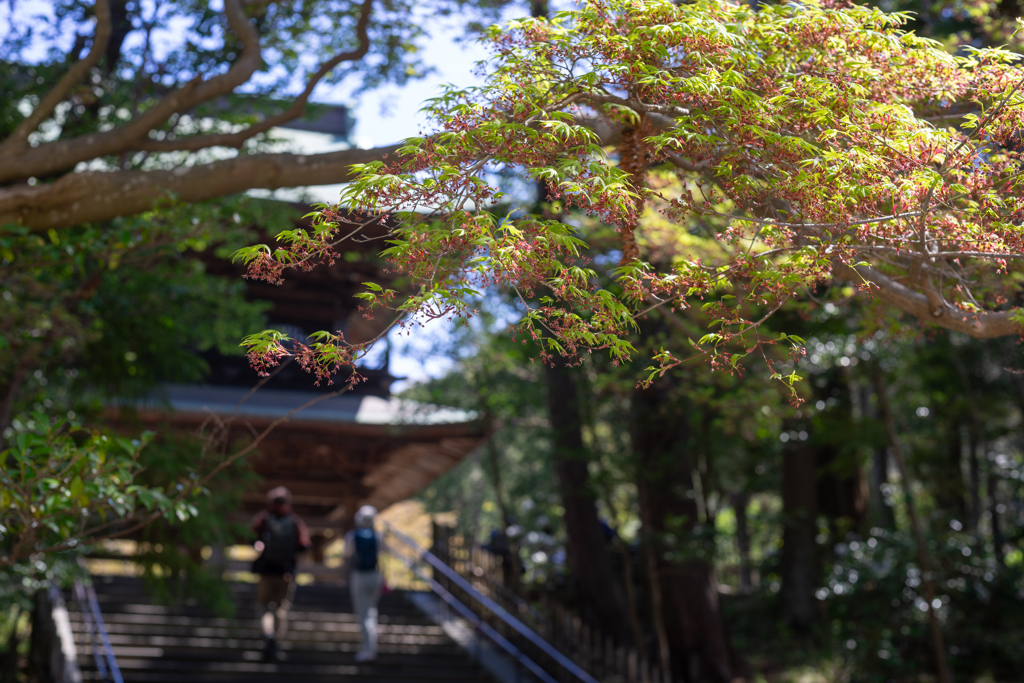 芽吹き