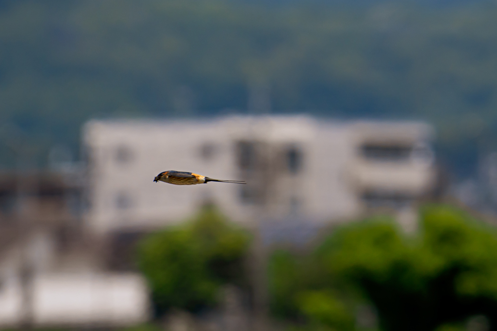今日もせっせとエサ運びぃ～っとくりゃ！