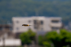 今日もせっせとエサ運びぃ～っとくりゃ！