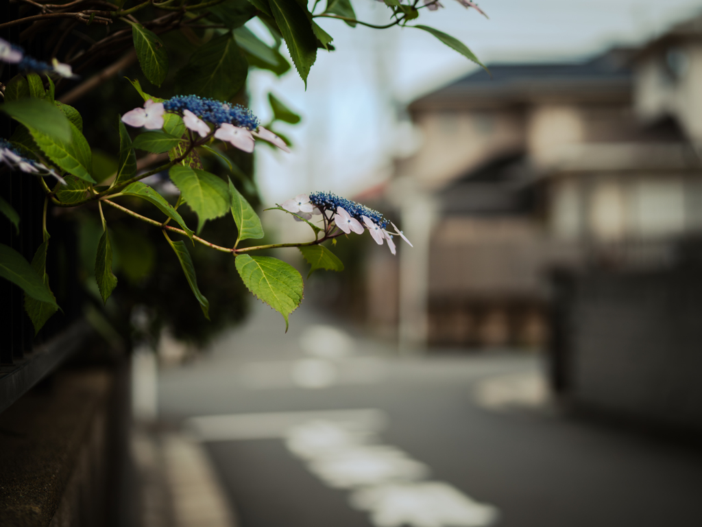 梅雨入り間近