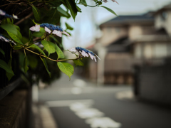 梅雨入り間近