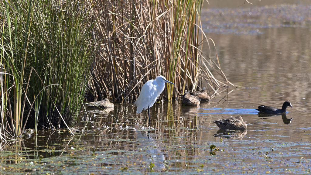 秋晴れの調整池