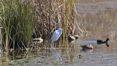 秋晴れの調整池